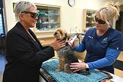 North Buffalo Animal Hospital - Pain Management