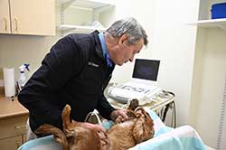 North Buffalo Animal Hospital - Diagnostic Care