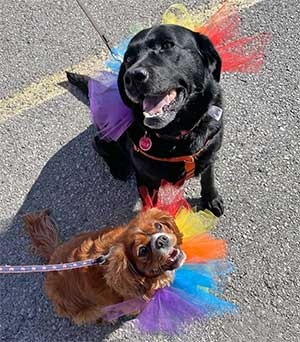 North Buffalo Animal Hospital - Spooky Fun, Safe Pets: Halloween Tips for Cats and Dogs